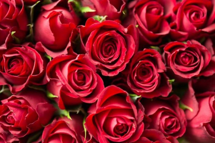 Hoa hồng là loài hoa tượng trưng cho tình yêu