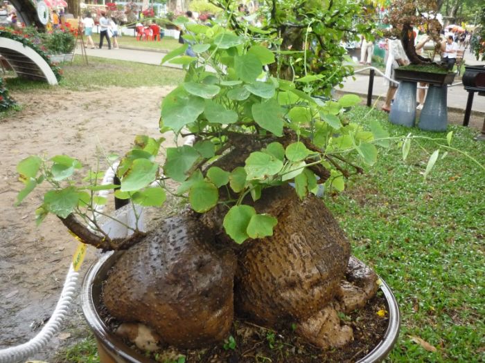 Bình vôi được trồng phổ biến ở tỉnh Ninh Thuận