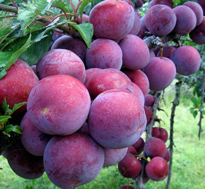 Trong mỗi quả mận chứa đến 8g chất xơ và đây là 1 trong 8 loại trái cây tốt cho da