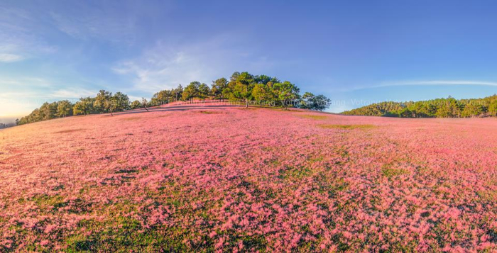 Đồi cỏ hồng Đà Lạt là một trong 8 địa điểm du lịch Đà Lạt được du khách chú ý nhiều nhất khi đến tham quan