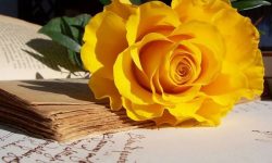 Hoa hồng vàng thể hiện cho nỗi buồn và sự chia ly