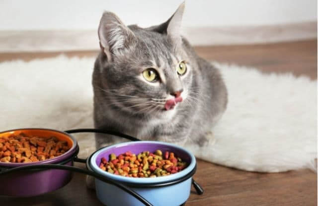 Cho mèo ăn hạt có tốt không?